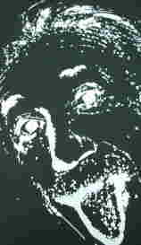 TCY@sVc@fB[X@ACV^ĈsVc@ACV^CsVc@oACV^C@@a@Albert Einstein T-shirt