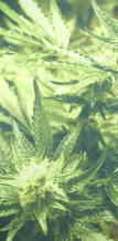 #喃TVc@#}t@iT@#KWTVc@#}t@i̒TVc@#MARIJUANA 