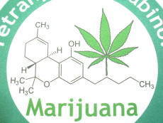KŴsVc@}t@îsVc@MARIJUANA Tshirt@喃sVc